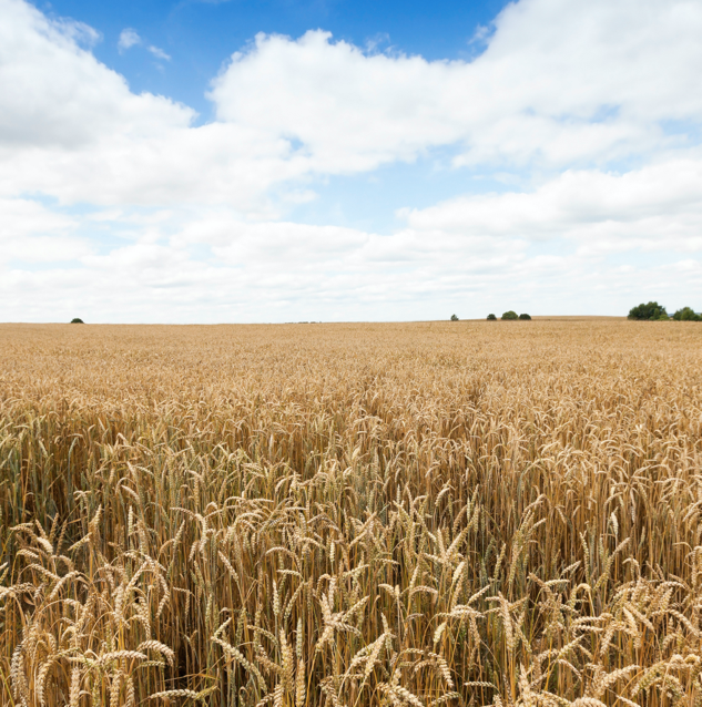 agricultural-field-which-it-grows-ripe-yellow-ears-cereal